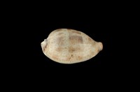 藏品(黑齒寶螺)的圖片